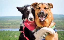 狗狗为什么不让我抱，是不爱我了吗？