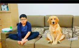 儿子坐在沙发上看电视，金毛和他的坐姿一模一样，要成精的节奏啊