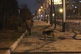 看着心慌！男子晚上遛着两只大狼狗还不牵狗绳