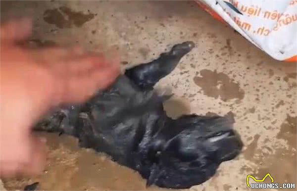 狗宝宝掉入水沟里，危机时刻狗妈妈做法出乎意料，母爱一直很伟大