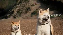 柴犬与秋田犬分不清，它们的区别在哪里？