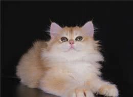 五短身材的猫，你值得拥有