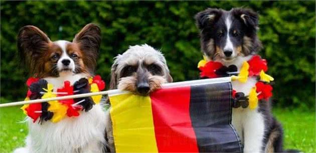 德国制造：来自德国的5大受欢迎犬种，你家养了吗？