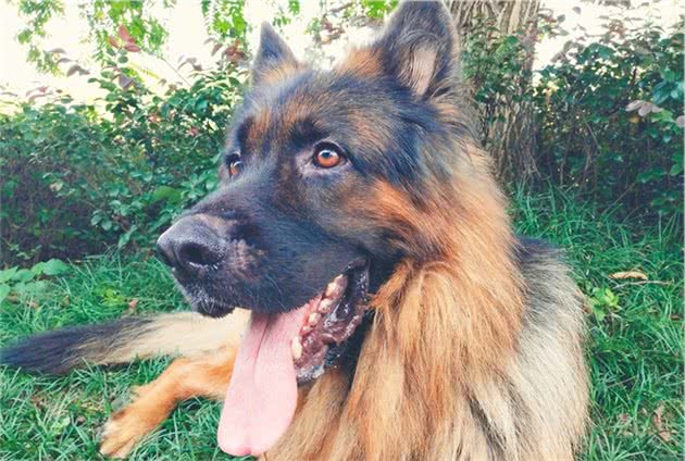 德国制造：来自德国的5大受欢迎犬种，你家养了吗？