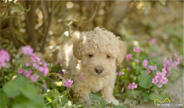 德国制造：来自德国的5大受欢迎犬种，你家养了吗？