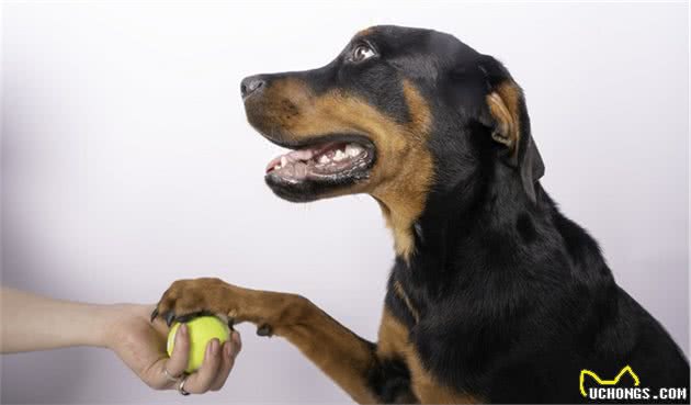 德国制造：来自德国的5大受欢迎犬种，你家养了吗？