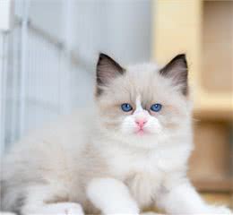 想要饲养好“布偶猫”，这些禁忌绝对不能犯