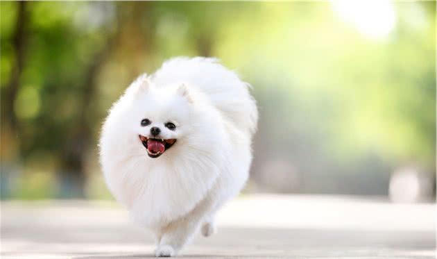 博美吃什么牌子狗粮，还要看狗粮的营养比例，选更适合狗狗的