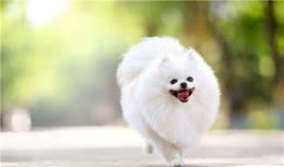 博美吃什么牌子狗粮，还要看狗粮的营养比例，选更适合狗狗的
