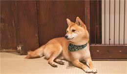养宠经验：柴犬口臭是什么原因