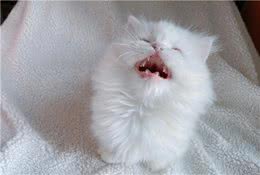 关于猫咪的颜色