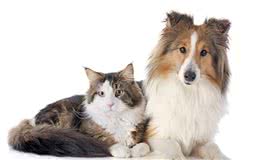 养猫养狗竟能让人更健康？5点理由说服你，怪不得养的人越来越多