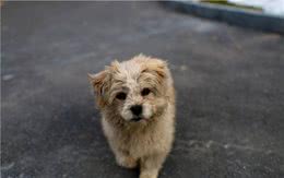 为什么宠物狗经常走丢，而田园犬不会？背后是有原因的