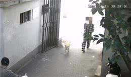 遛狗不牵狗绳可能会被抓拍！虹口警方试点新系统规范养犬行为