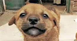 主人每天给狗狗说下面5句话，狗狗会越来越爱你，快来试试