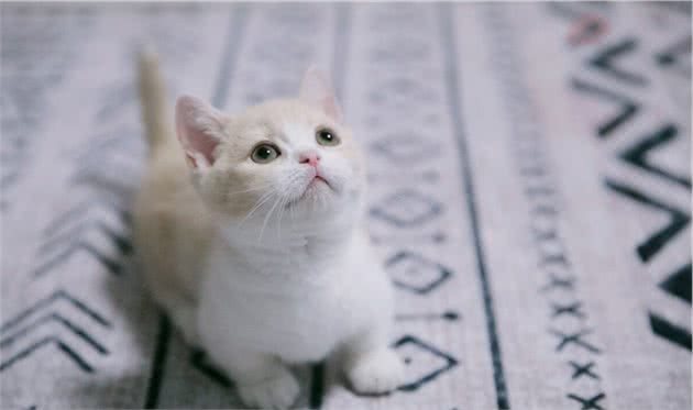 世界十大最奇异的猫这些猫好奇怪