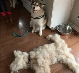 给自己的雪橇犬梳毛，一天梳一次毛，家里还是多了一只狗的毛量