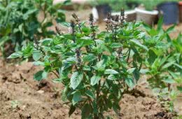 让狗狗愉快的6种气味，讨狗子欢心必备