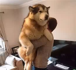 阿拉斯加犬的5大好处，我看完后竟然有想养的冲动