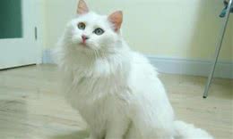 世人只知布偶猫，却不知我国临清狮猫有多美