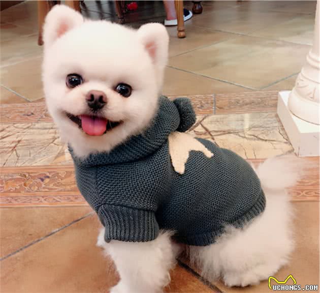 冬天狗狗一定要穿衣服吗？不要让你的无知，害了狗狗