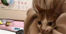 绝育会让猫狗灭绝吗？|关于绝育的好与坏，你需要了解的都在这儿