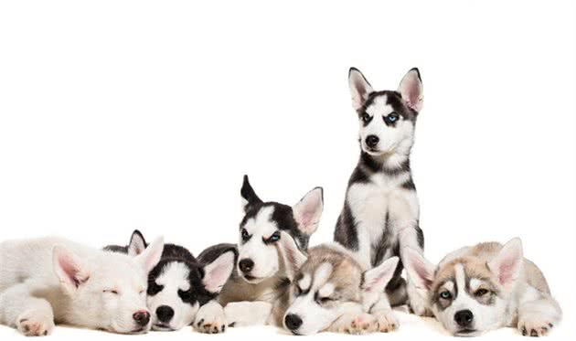 哈士奇幼犬一个月大应该怎么养？