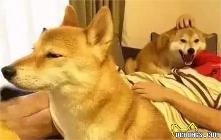 狗狗情绪并不简单，狗狗的这6种情绪，你都了解吗？