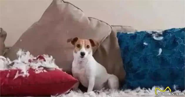 狗狗情绪并不简单，狗狗的这6种情绪，你都了解吗？