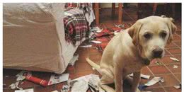 狗狗情绪并不简单，狗狗的这6种情绪，你都了解吗？