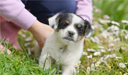 我患了这些“病”，全因养了一只狗，网友：太可怕了