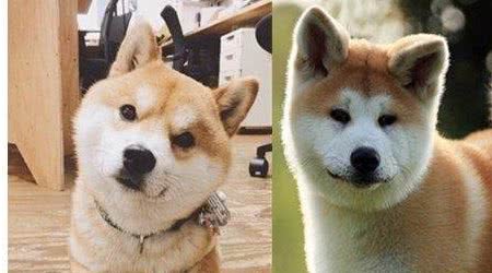 柴犬和秋田犬，还有人搞混这两种狗狗？一文告诉你两者的区别