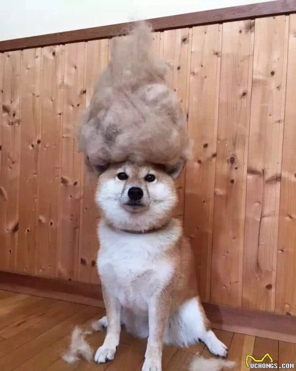 柴犬和秋田犬，还有人搞混这两种狗狗？一文告诉你两者的区别