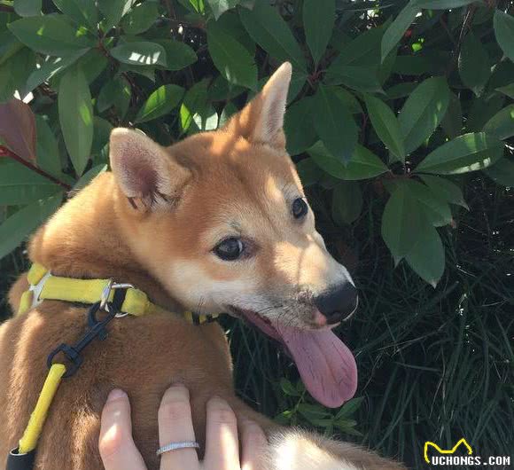 柴犬和秋田犬，还有人搞混这两种狗狗？一文告诉你两者的区别