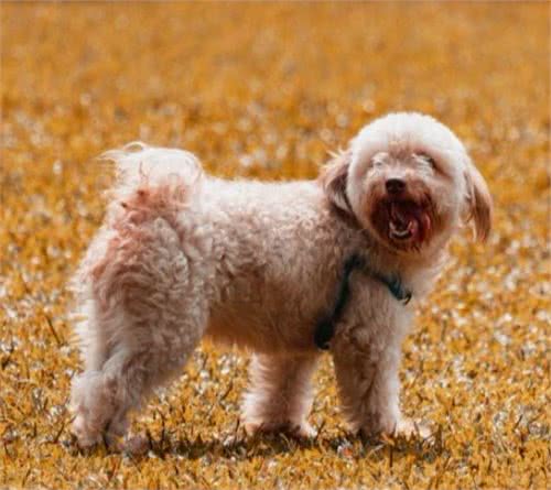 正确认识母犬发情期“例假”现象，以及猫咪出血是什么原因导致