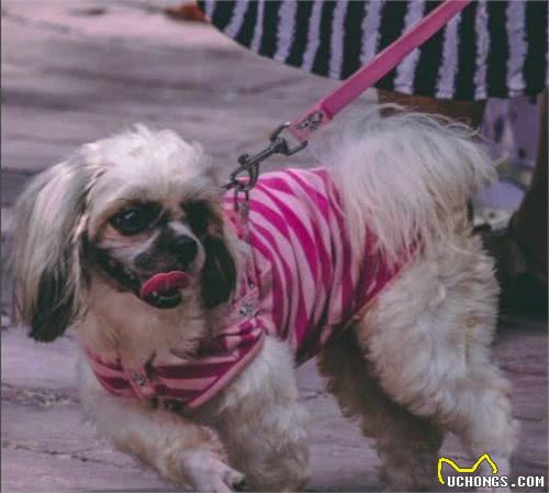正确认识母犬发情期“例假”现象，以及猫咪出血是什么原因导致