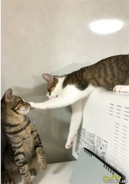 狸花猫被当垫脚石竟一脸习以为常，好朋友就是用来“欺负”的