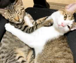 狸花猫被当垫脚石竟一脸习以为常，好朋友就是用来“欺负”的