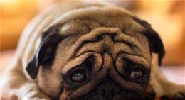 狗狗有这5大表现，说明身体感染寄生虫了