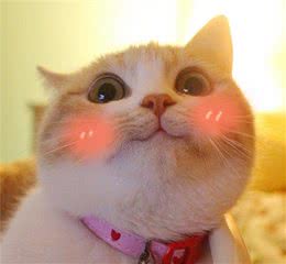 折耳之殇：可爱的外表下，是难以诉说的苦，解析猫遗传性软骨病