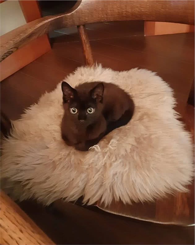说好不再养猫！大叔见流浪小猫被乌鸦攻击，还是把猫咪带回家