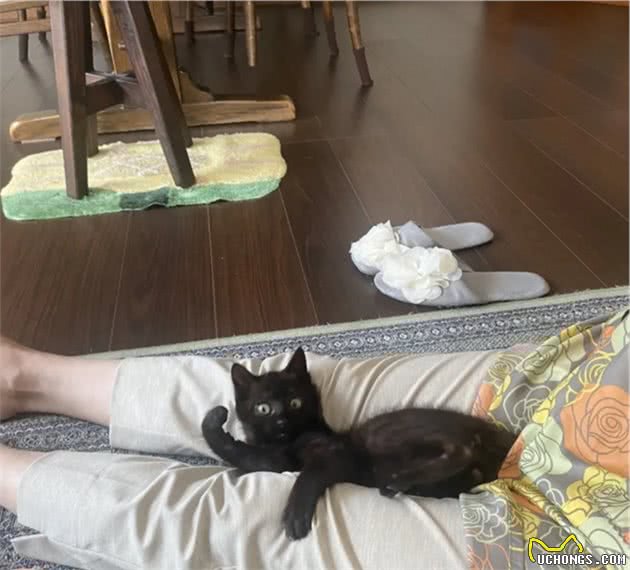 说好不再养猫！大叔见流浪小猫被乌鸦攻击，还是把猫咪带回家