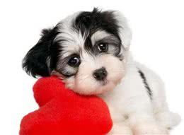 有这六种行为的狗狗，已经把你当成全世界了