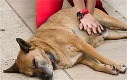 过来人劝你一句，养狗别做这几件事，很伤狗