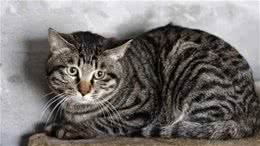 狸花猫“弃养率”高的几大原因，你知道吗