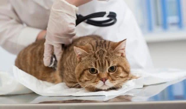 如果猫咪出现这10种症状，它一定是生病了！