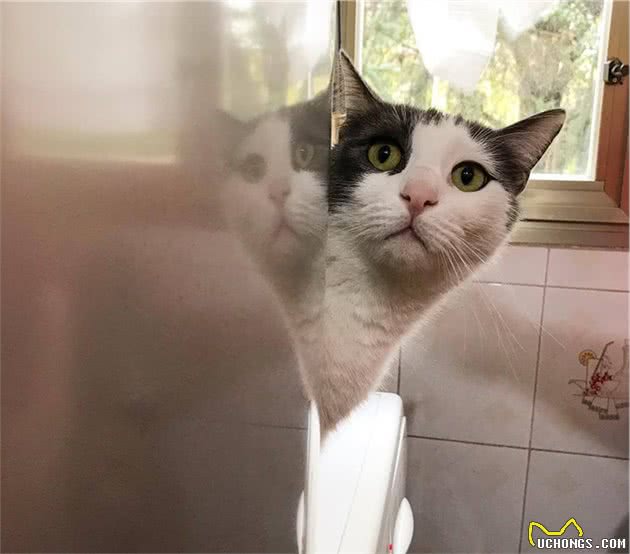 如果猫咪出现这10种症状，它一定是生病了！