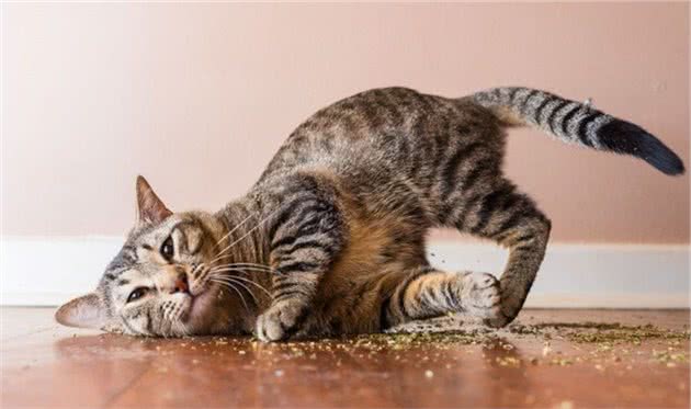 如果猫咪出现这10种症状，它一定是生病了！