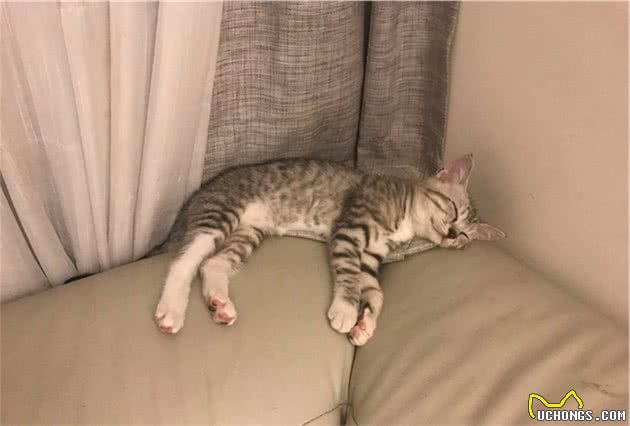 如果猫咪出现这10种症状，它一定是生病了！
