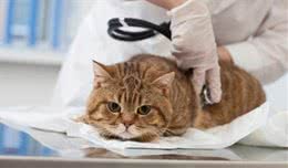 如果猫咪出现这10种症状，它一定是生病了！